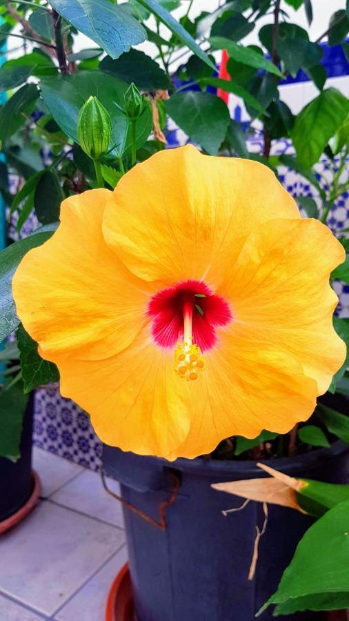 Apartamento Callejuela Las Flores アルゴドナレス エクステリア 写真